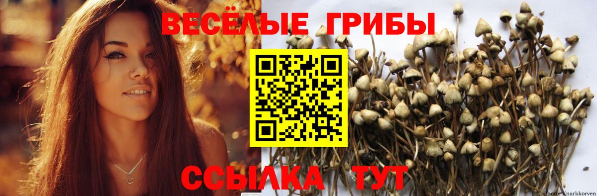 Галлюциногенные грибы Psilocybine cubensis Чистополь